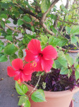 hibiskus
