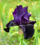 Iris / bradata perunika 'Black Flag', temno vijolična
