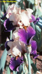 Iris / bradata perunika 'Comanche Drums', krem/vijolična