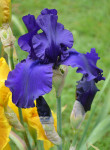 Iris / bradata perunika 'Dusky Challenger', temno modra