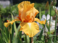 Iris / bradata perunika 'Piroska', oranžna