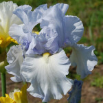 Iris / bradata perunika 'Silverado', svetlo modra
