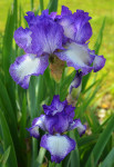Iris / bradata perunika 'Jesse's Song' belo-vijolična
