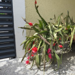 kakteja, katus- pitaya