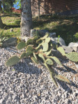kaktus