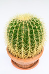 Kaktus vrste Echinocactus grusonii