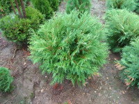 Kuglasta thuja globosa