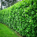 lovorikovec- Prunus za žive meje 3 eur sadika