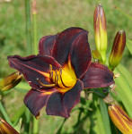 Maslenica / maslenka Bamboo Blackie, rdeče-črna (Hemerocallis)