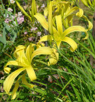 Maslenica / maslenka pajkovka, rumena (Hemerocallis)