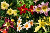 Maslenice, maslenke, enodnevne lilije, Hemerocallis (sadike)