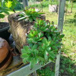 Navadni Netreks na deblu