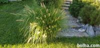 Okrasna trava Lisičjerepa perjanka (Pennisetum alopecuroides ‘Hameln’)