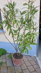 Oleander okrasna roža