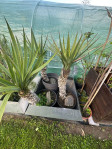 Palma Juka Yucca