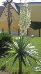 palma juka yucca