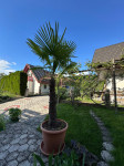 Palma -  Trachycarpus fortunei (na voljo 2 kosa)