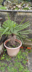 palma, višine 140 cm v velikem loncu, 60 cm premer