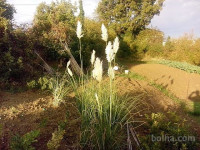 Pampaška trava-Cortaderia selloana, 10eur