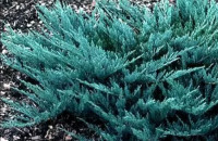 Plazeci brin ( juniperus horizontalis Wiltonii ,  Blue chip )