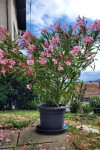 Prodam oleander