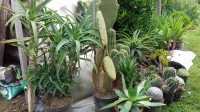 Prodam različne vrste kaktusov