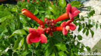 SADIKE JASMINOVE TROBLJE (Takoma)