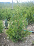 Thuja brabant,holmstrup,occidentalis i smaragd