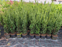 Tisa - Taxus media Hilii