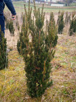 Tisa - taxus media Hillii