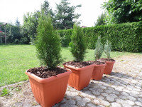 Ugodno ciprese v okrasnih loncih