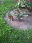 Veličastna juka (yucca gloriosa)