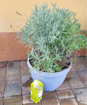 Zelo veliki grm sivke (Lavandula angustifolia) v loncu