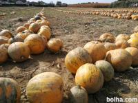 100%, domače, prekmursko BUČNO OLJE - MB, LJ, POŠTA (zelo OKUSNO)