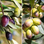Domace olivno olje - Istrski Cuve