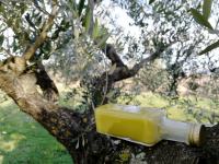 Ekstra deviško oljčno olivno olje