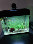AKVARIJ ZA RIBE LAGUNA 50 LED AMTRA