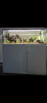 Akvarij z ribami