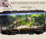 Akvarijske rastline - nezahtevne, več vrst