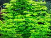 Akvarijske rastline več različnih vrst 20 kos rastlin za akvarij