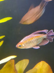 akvarijske ribe svetlikavci