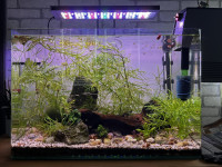 Akvrij + grelec + filter + luč + ribe guppy