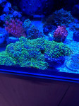 Korale za morski akvarij