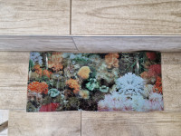 Ozadje za akvarij - ( FOTOTAPETA ZA AKVARIJ ) - Podlaga za akvarij