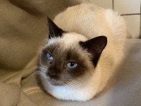 Siamska muca - podarimo