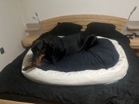 mozna menjava, nerabljena vecja pralna postelja za psa mozna menjava