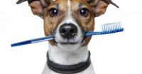 ZOBNA PASTA za pse BEAPHAR Zahnpasta PES z encimi, čiščenje zob - NOVO