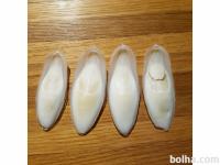 4 kom sipine kosti ugodno prodam