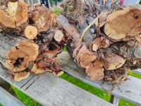 Les vinske trte za žar ali kamin