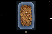 Semenke (koščice) marelice, grenke